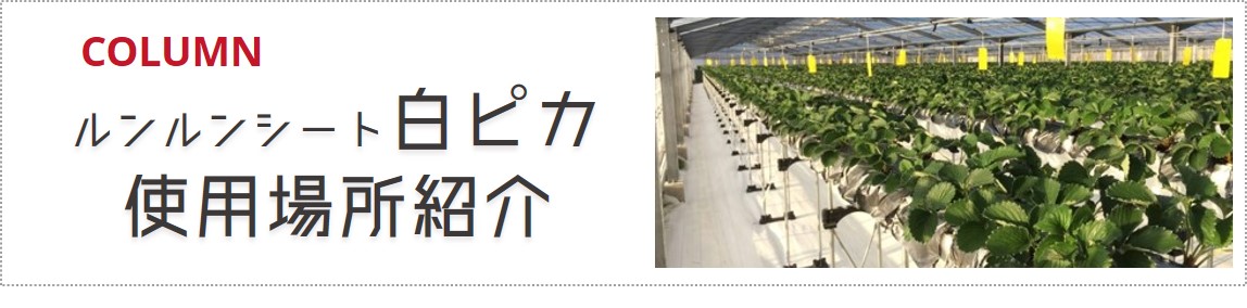 防草シート ルンルンシート 白ピカ 200cm×100m 反射率 向上 遮熱性 アップ 反射効果のある 防草シート 国産 小泉製麻 K麻 個人宅配送不可 代引不可 - 1