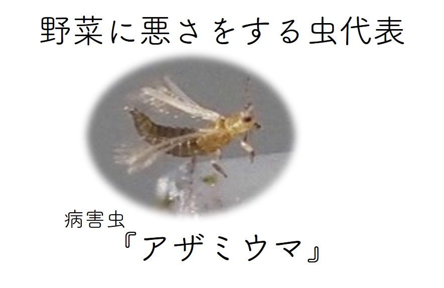 悪さをする虫は良くないですよね虫フラッとシートって何ですの 小泉製麻株式会社 悪さをする虫は良くないですよね虫フラッとシートって何ですの 小泉製麻株式会社