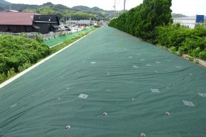 防草シートの選び方 価格だけでは決められない 小泉製麻株式会社 防草シートの選び方 価格だけでは決められない 小泉製麻株式会社