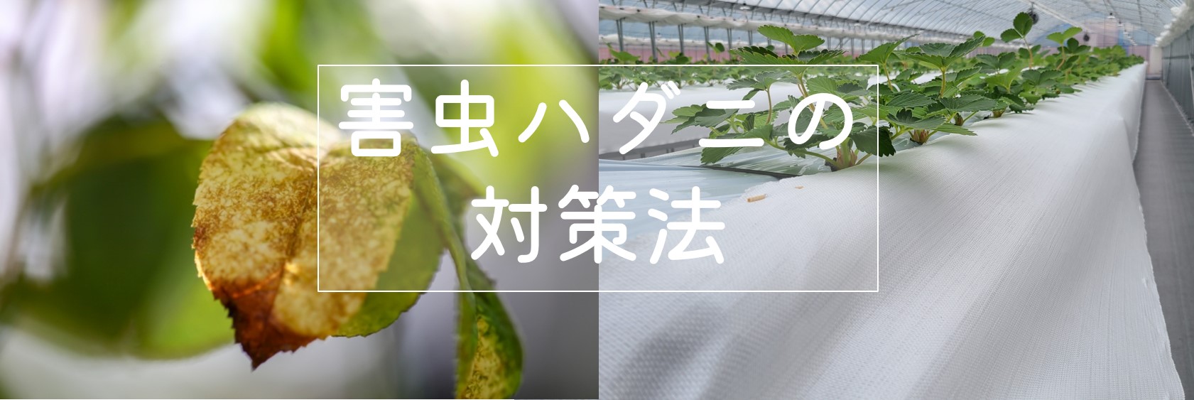 害虫ハダニのオススメ３対策 小泉製麻株式会社