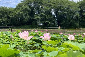 7月の蓮園の様子