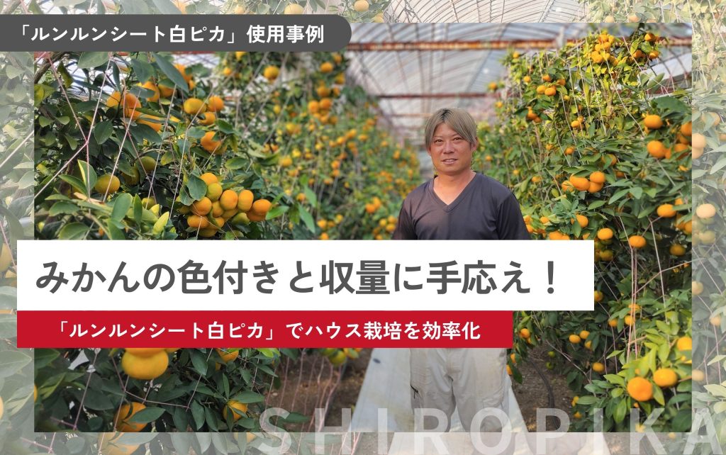 みかんの色付きと収量に手応え『ルンルンシート白ピカ』でハウス栽培を