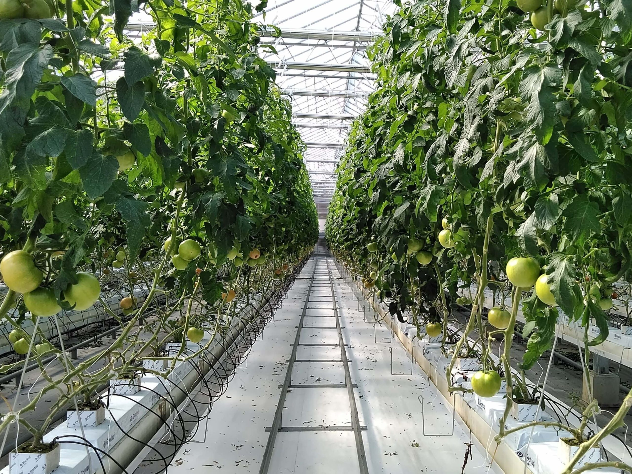 <p>ハウス内②</p>
